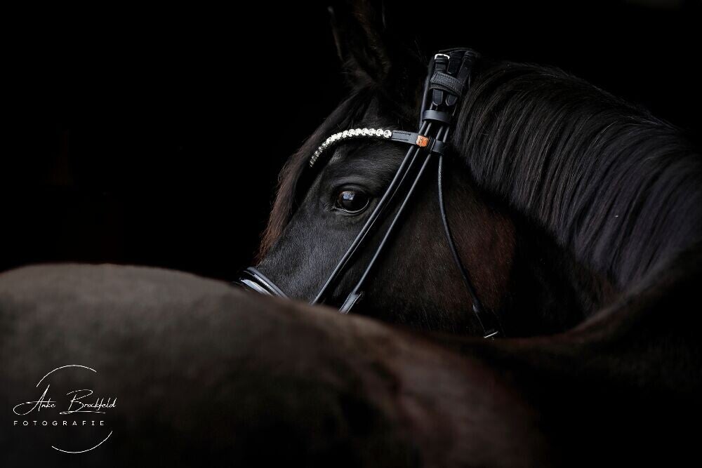 Portrait eines schwarzen Pferdes im Studio vor schwarzem Hintergrund.