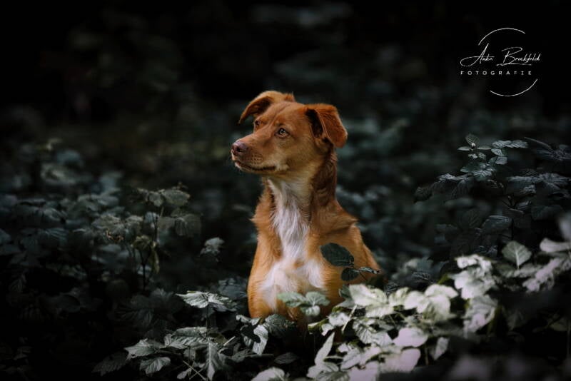 Hellbrauner Hund sitzt in Blattwerk am Waldboden.