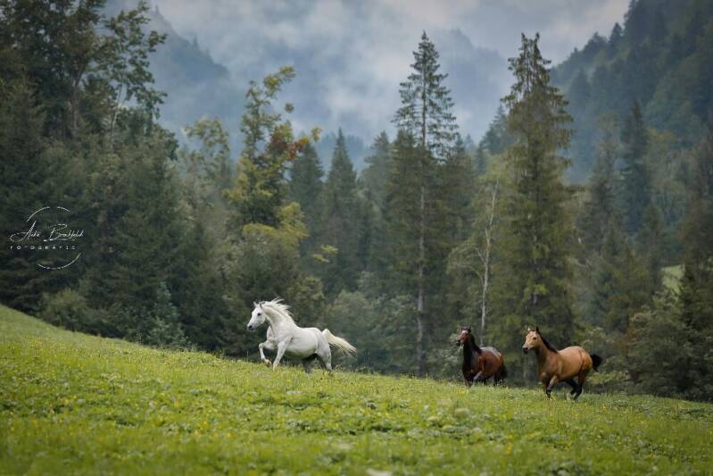 3 Pferde galoppieren im Regen über Koppel.