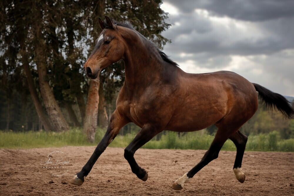 Pferd galoppiert über Sandplatz.