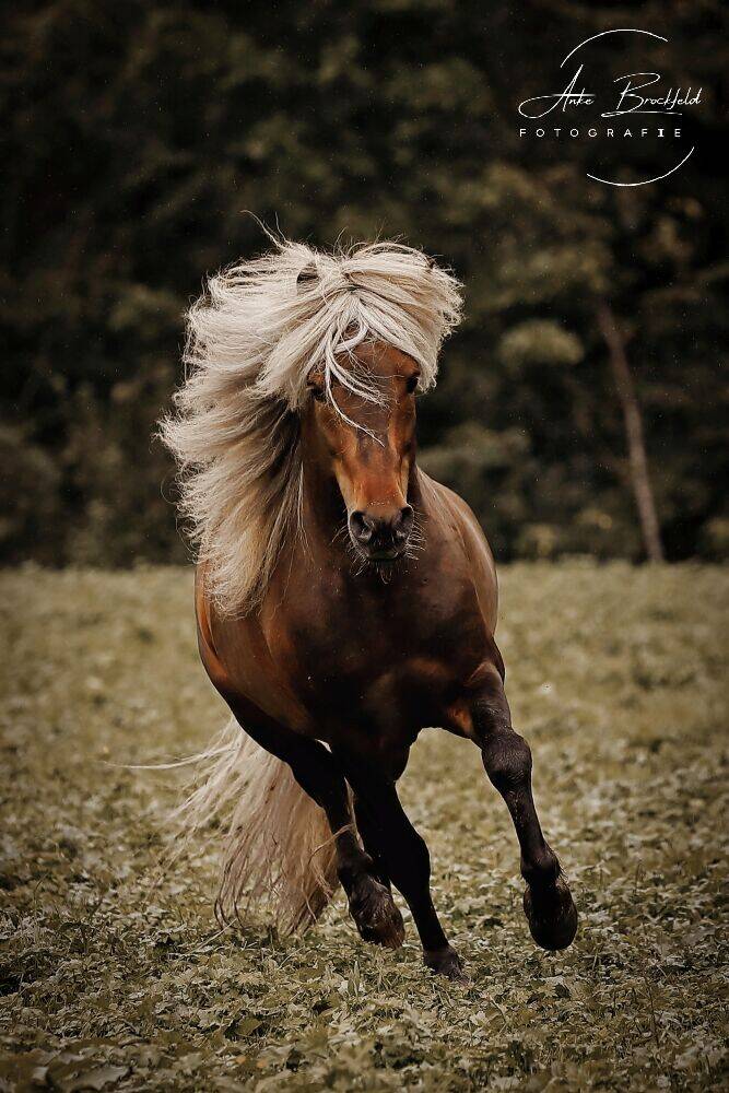 Pferd im Trab auf Koppel.