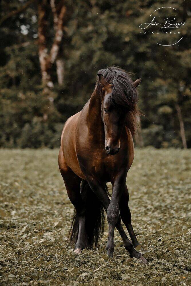 Pferd tobt auf Koppel.