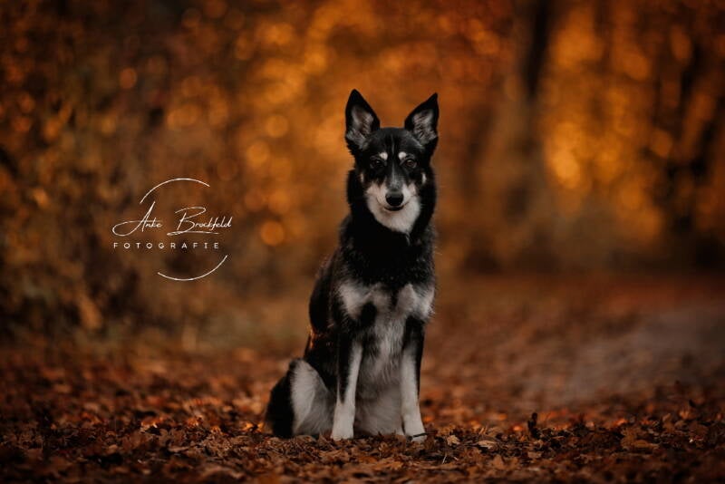 Husky-Mix sitzt in Herbstlaub.