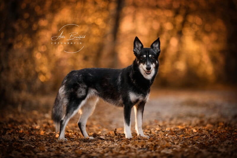 Huskymix steht in Herbstlaub.