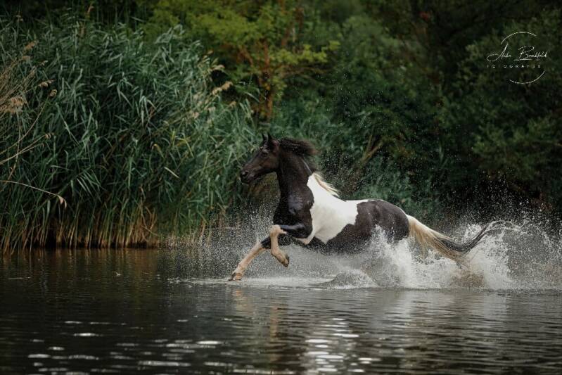 Pferd galoppiert durch Wasser.