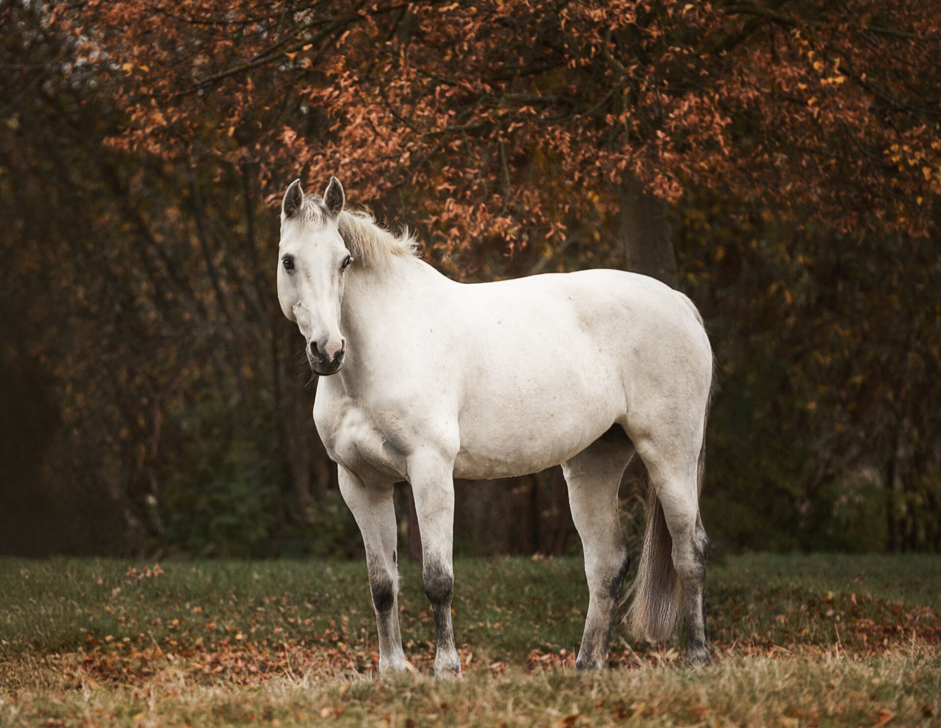 Professionale Tierfotografin ,Pferdefotografie ,Hamburg Pferdeshooting,Vierlanden Christine Riecken ,Zauberlichtmalerei  Christine Riecken deine Fotografin aus Hamburg 