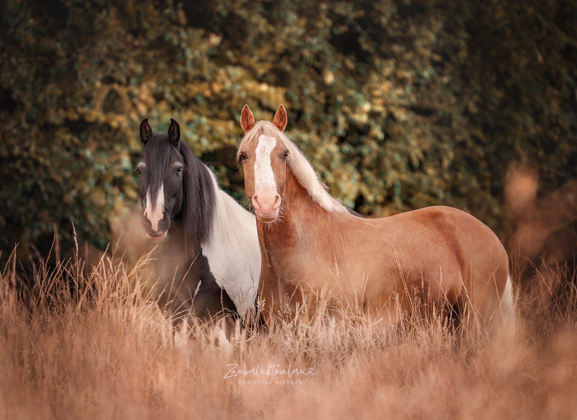 Pferd ,Pferdefotografie Hamburg Fotografin Schleswig Holstein Niedersachsen,Hunde ,Hundefotografie ,Fotograf ,