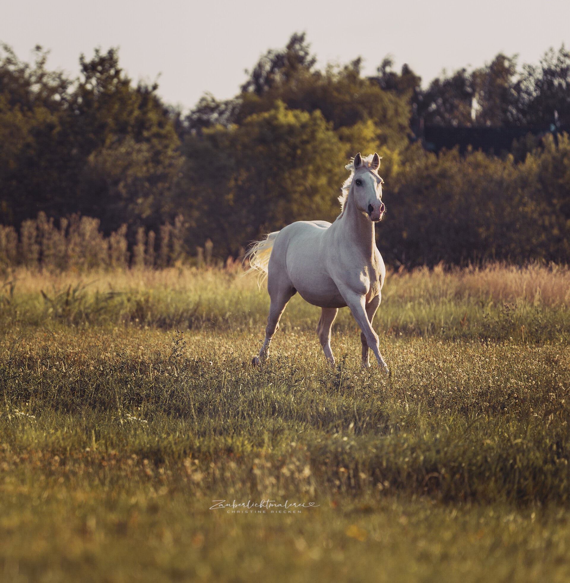 Professionale Tierfotografin ,Pferdefotografie ,Hamburg Pferdeshooting,Vierlanden Christine Riecken ,Zauberlichtmalerei  Christine Riecken deine Fotografin aus Hamburg 