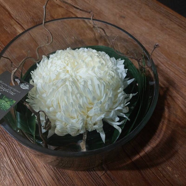 Conny chrysant in glazen schaal