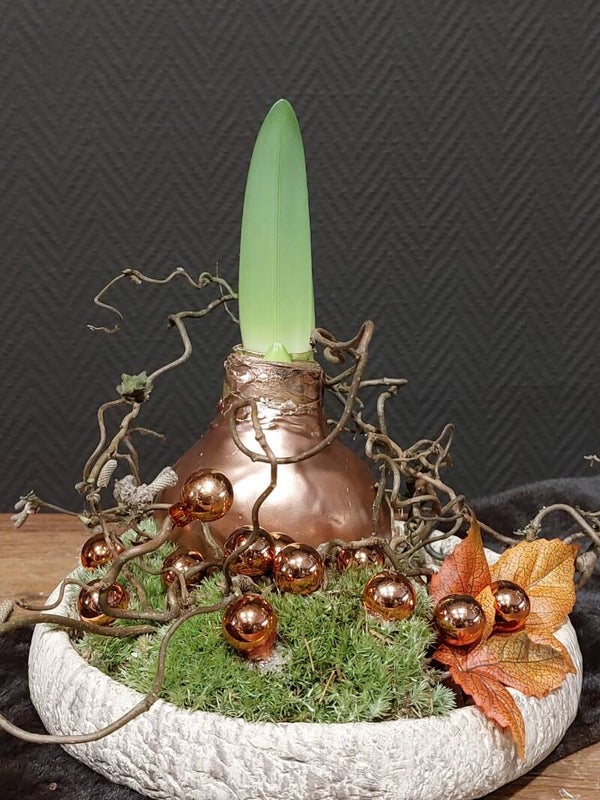 Kerstschaal gold met amaryllisbol in wax