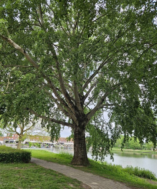Wildplukwandeling door de wijk - Lindenholdt Nijmegen