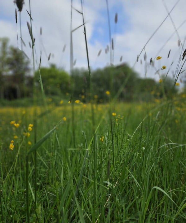 Kruidencursus Late Lente - 3 ochtenden