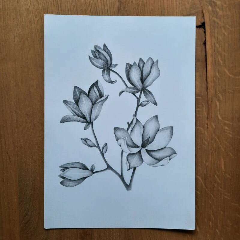 Magnolia tekening