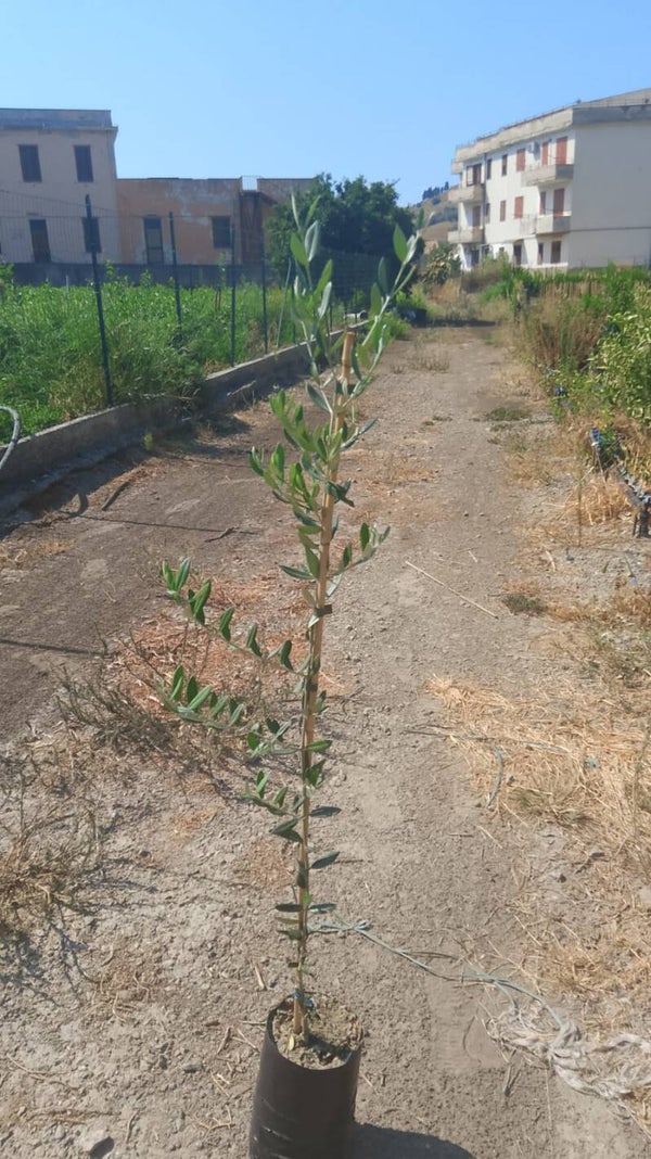 Ulivo coratina
