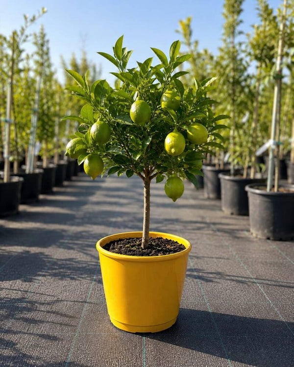 Limone