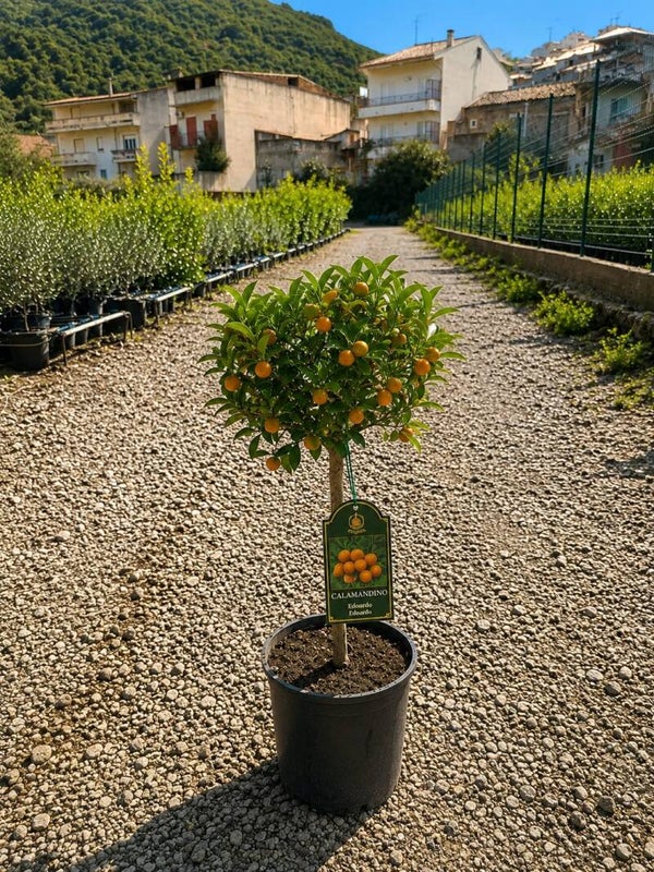 Calamandino