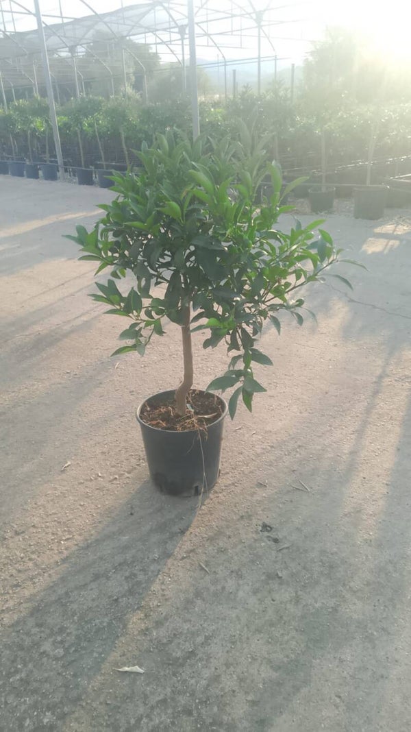 Kumquat