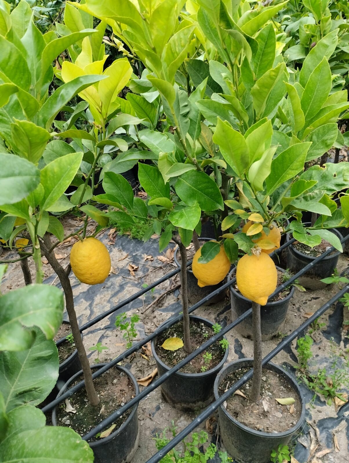 Limone 4 stagioni