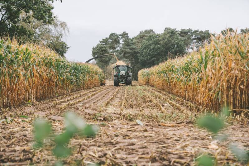 Boerderij werk mais