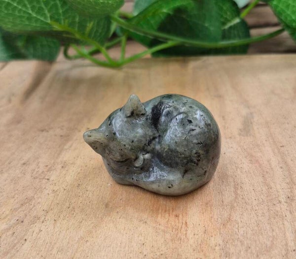 Labradoriet slapende kat 02