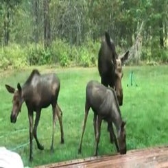 moosespiritlakee.jpg