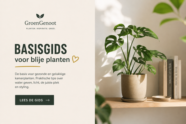 Basisgids voor blije kamerplanten