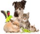 Bowerham Pet Care