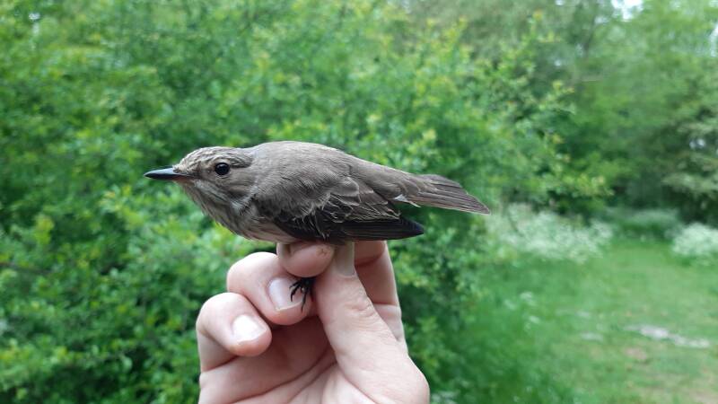 Grauwe vliegenvanger