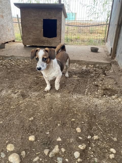Naira, rescuehond uit Roemenië