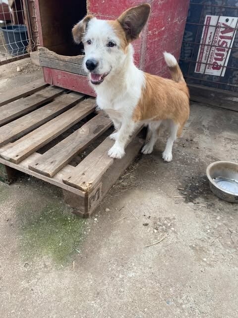 Jimmy, rescuehond uit Roemenië