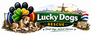 Stichting Lucky Dogs Rescue