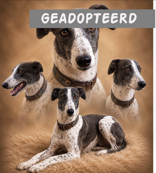 ADOPT - Aico | Reu • 2023 • Hoogte >50 cm • Leidschendam •  Gecastreerd