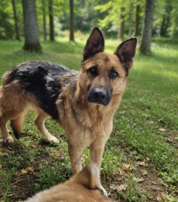 Alma (A) | Teef • 2019 • Hoogte n.b. • Roemenie •  Gesteriliseerd