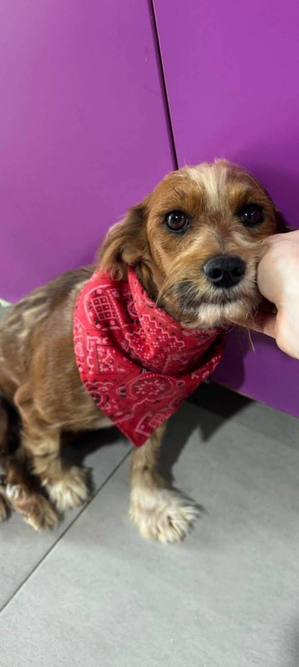 Alma (B) | Teef • 2025• Hoogte 30cm • Roemenie •  Gesteriliseerd