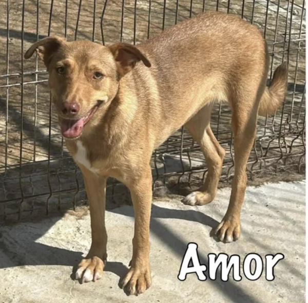 Amor | Teef • 2024 • Hoogte 45 cm • Roemenie •  Gesteriliseerd