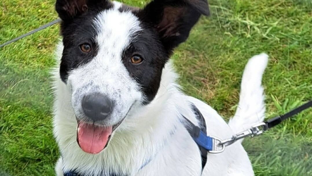 Belle