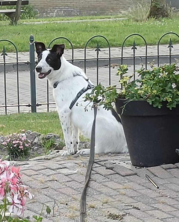 Belle | Teef • nov 2025 • Hoogte 35-55 cm • Zuidwolde •  Gesteriliseerd