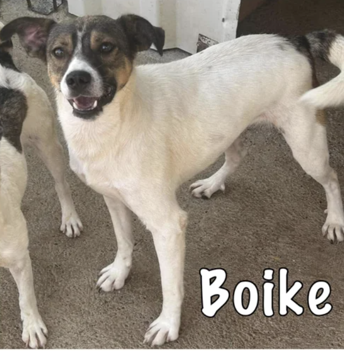 Boike