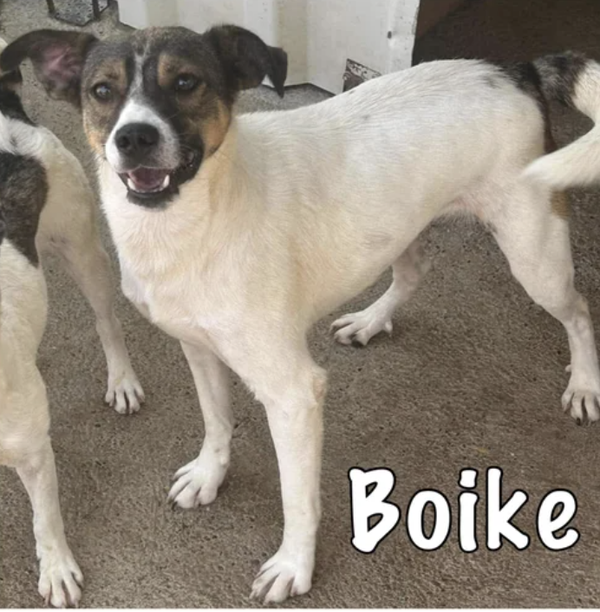 Boike | Reu • 2024 • Hoogte n.b. cm • Roemenie •  Gecastreerd