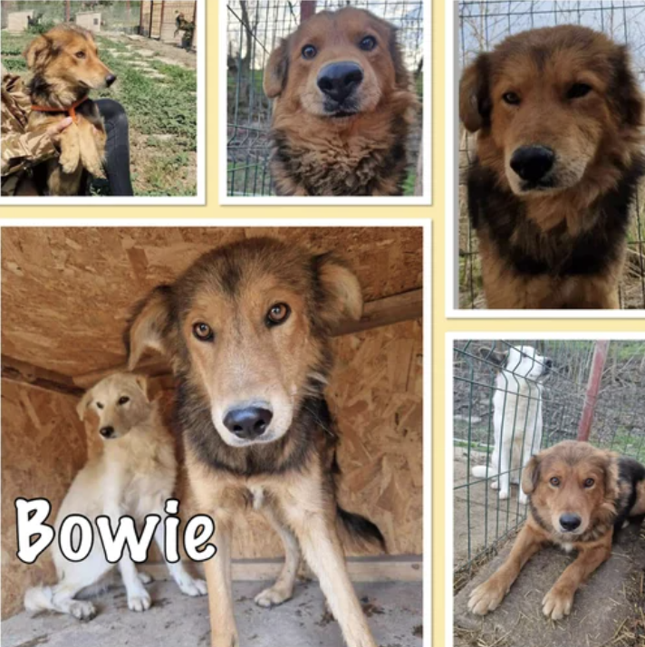 Bowie