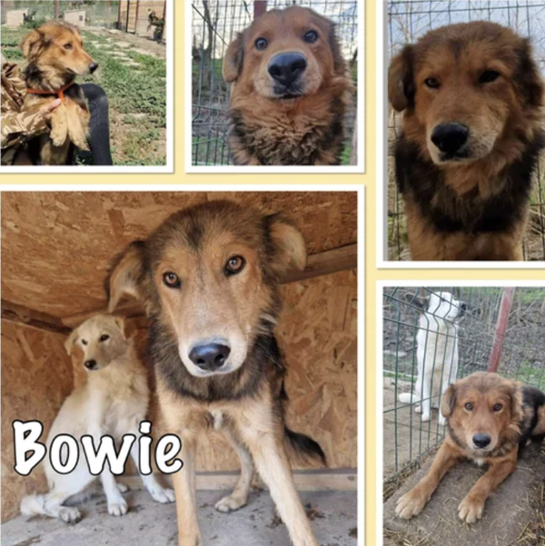 Bowie | Reu • 2022 • Hoogte 50 cm • Roemenie •  Gecastreerd