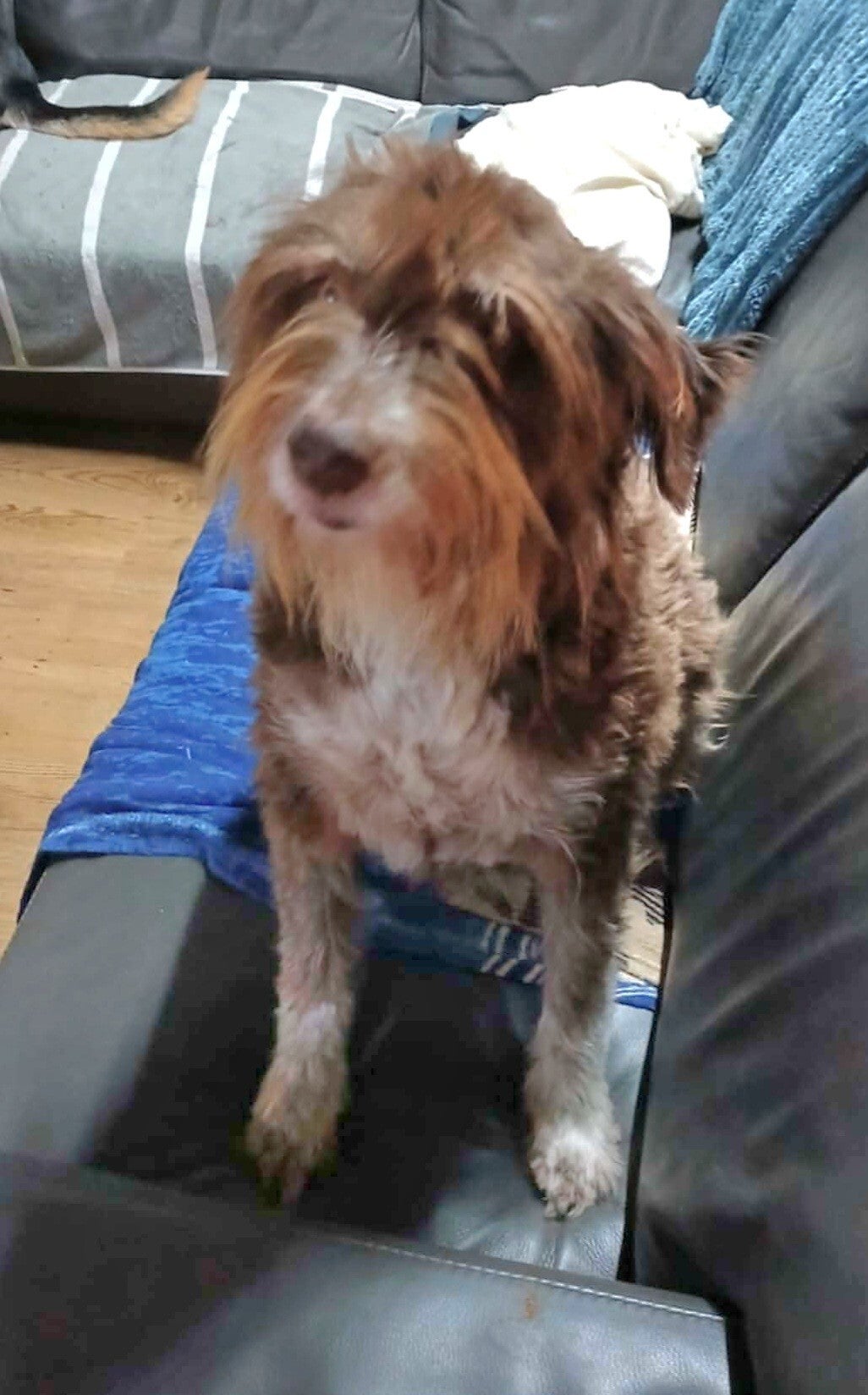 Brammie