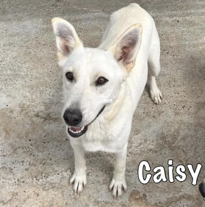 Caisy