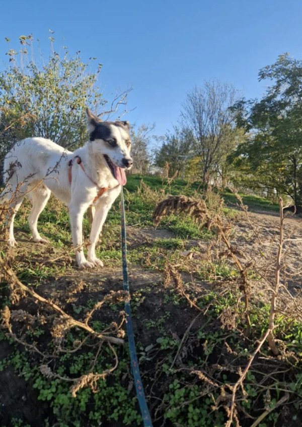 Cassandra | Teef • apr 2022 • Hoogte n.b. cm • Roemenie •  Gesteriliseerd