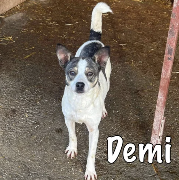 Demi | Teef • 2020 • Hoogte n.b. • Roemenie •  Gesteriliseerd
