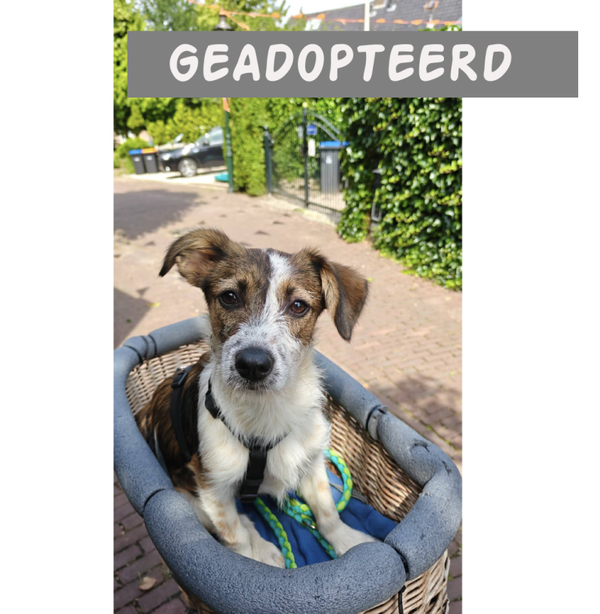 Dena | Teef • Feb 2026 • Hoogte 30 cm • Huizen • Niet gesteriliseerd
