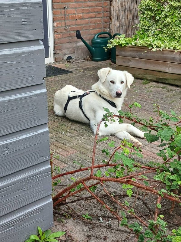 Ellie | Teef • 2020 • Hoogte 56 cm • Meppel •  Gesteriliseerd