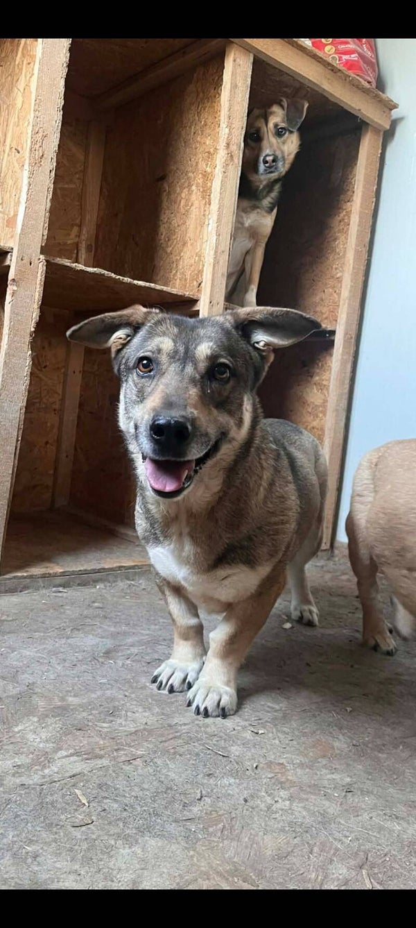 Fetita | Teef • 2022 • Hoogte 30 cm • Roemenie •  Gesteriliseerd