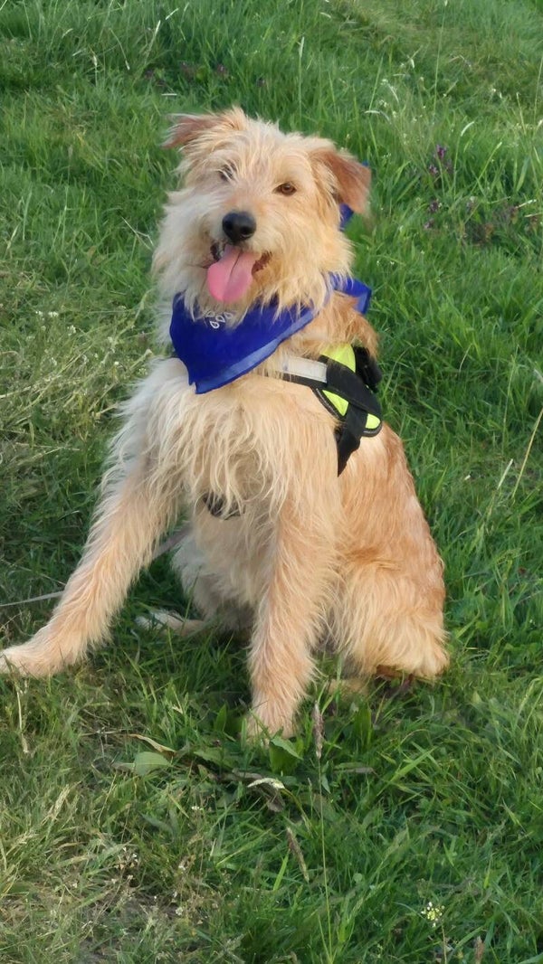 Filou | Teef • okt 2024 • Hoogte 47 cm • Roemenie •  Gesteriliseerd