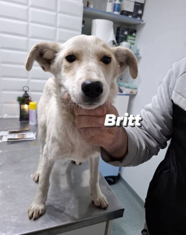 Britt | Teef • sep 2025 • Hoogte 40 cm • Roemenie •  Gesteriliseerd